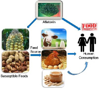 Cycle of the effects aflatoxins affects humans and animals