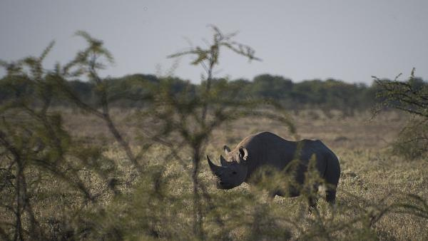 Tourism and safari industry halted due to the pandemic