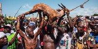 File Photo: A live deer is caught for the celebration of the festival