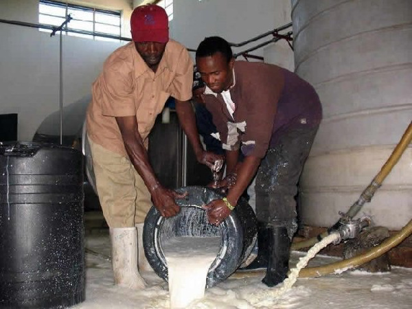 Kenyan Dairy Workers pour milk delivered by farmers to Dairy cooling plant due to oversupply