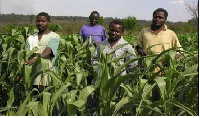 The pests destroyed a total of 1,038 hectors of farms in the Northern Region alone