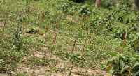 Large acres of vegetables and other foodstuff have been destroyed by the cattle