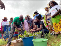 The shea seedlings were planted by women cooperatives in the Kpachiyilli Community