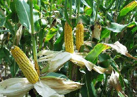 According to CSIR, the new maize variety containing high bio-vitamin 'A