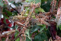 Locusts in Kenya, | FILE | NATION MEDIA GROUP