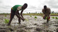 File photo of rice farmers