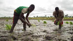 File photo: Rice farmers