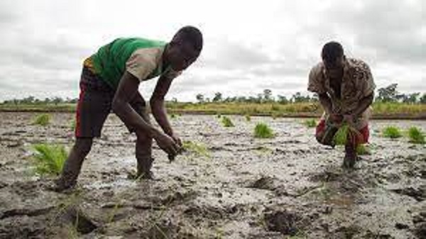 File photo: Rice farmers