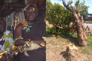 The Asantehene summons Feyiase chief over felling of 300-year-old cola tree