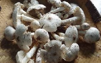 The mushroom farmers believe the rise in demand for mushroom is an avenue for job creation