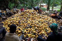 Cocoa farmers working on their farms