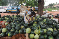 A watermelon seller arranging her fruits for sale