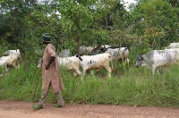 Herdman with his cattle