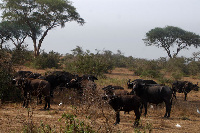 A herd of buffaloes at Murshion Falls National Game Park