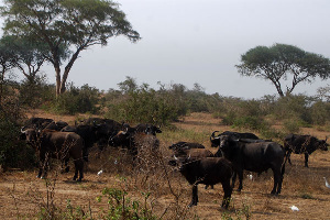 A herd of buffaloes at Murshion Falls National Game Park