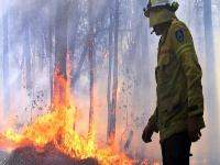 Morocco joins several other Mediterranean countries that have seen forest fires