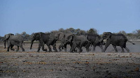 Botswana has the world's biggest elephant population