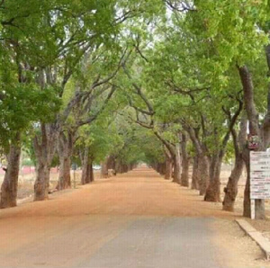 Mahogany Trees Sandema 45.png