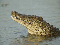 Crocodiles live in most rivers in Rwanda