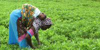 Farmers Day is an annual event to celebrate farmers and fishermen | File photo