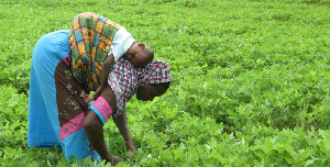 Ghana Farmers Day 01