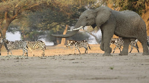 Elephant Zimbabwe