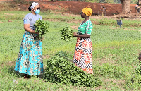 Farmers in Tempane District over the years had gone through drudgeries in their farming activities