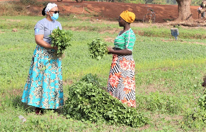 Farmers in Tempane District over the years had gone through drudgeries in their farming activities