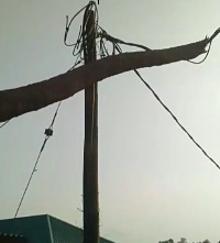 A heavy coconut tree has fallen on a power pole in Kumasi Asafo