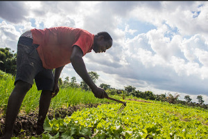 A farmer