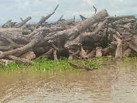 The tree stumps presented to the Chonke overlord