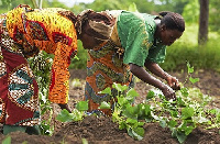 Women seen tending to the soil on a farm