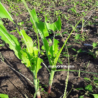 Minority in parliament says efforts of the Akufo-Addo-led government in dealing with army worm poor