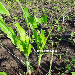 Armyworms Invade Farms