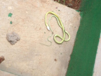 Venomous snakes found at Klo Djerkiti Community-based Health Planning and Services (CHPS)