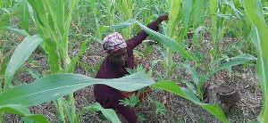 A farmer tending to crops