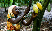 According to farmers, the initiative has helped the increase of Cocoa yield in the area