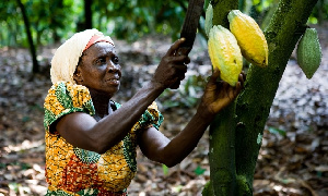 Cocoa is Ghana's most important cash crop and a significant contributor to the country's economy