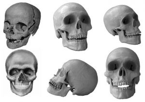 Human Skulls