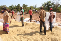 Some  farmers bagging their rice at the Fumbisi Rice Valley