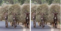 Donkeys carrying load/Photo credit: Smithsonian Magazine