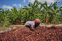 A woman drying cocoa beans