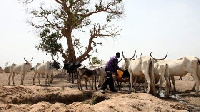 The issue of cattle rearing has been a difficult one in the country