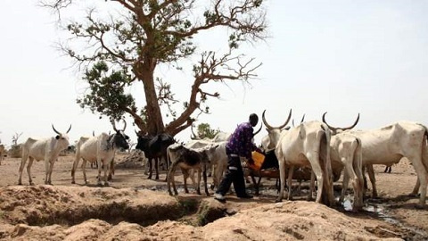 The issue of cattle rearing has been a difficult one in the country