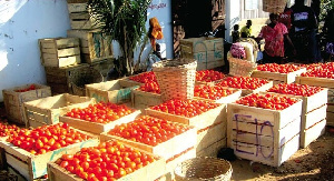 Boxes Of Tomatoes