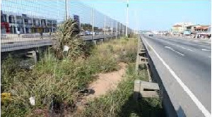 The weeds are heavily grown creating an unhealthy scene when using that stretch of the road