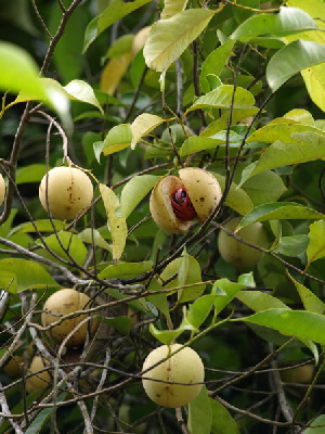 Nutmeg Tree