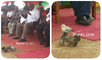 The chicken and the chick in front of President Mahama