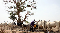 The herdsmen often attack farmers in the Sokode community