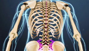 Spine Anatomy Spinal Cord